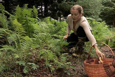 Сбор грибов