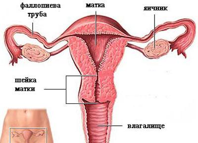 Женская половая система