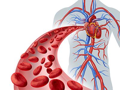 Наладить кровообращение