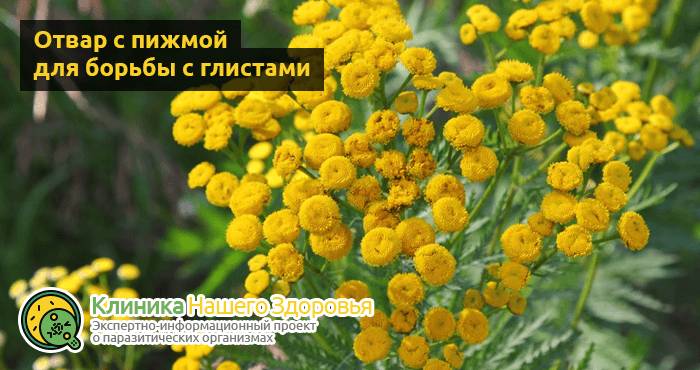 lechenie-glistov-narodnymi-sredstvami-12.png