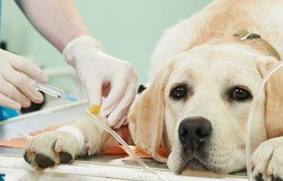 Лечение собаки при отравлении