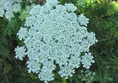 Борщевик Мантегацци