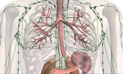 Лимфатическая система