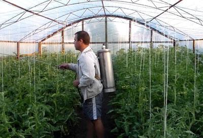 Обработка помидоров химикатами