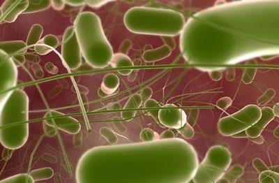 Сальмонелла под микроскопом