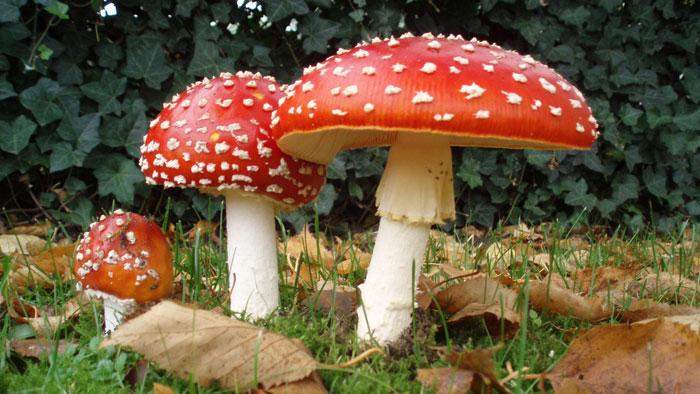 Ядовитый гриб