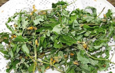 Сухой чистотел