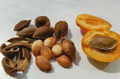 Свежие косточки абрикоса