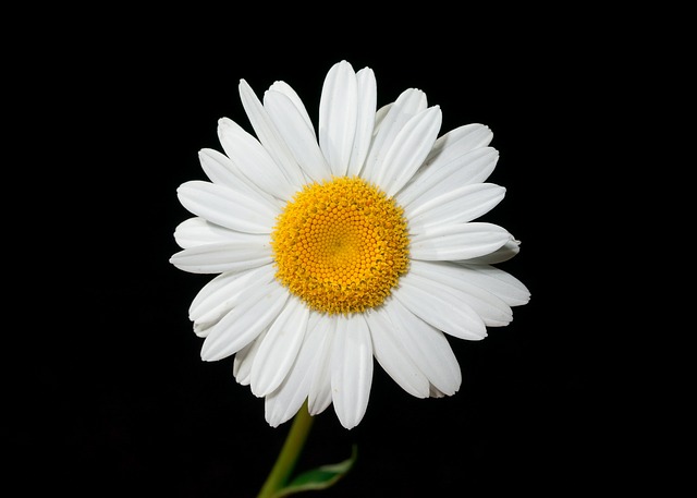 oxeye-daisy-538024_640.jpg
