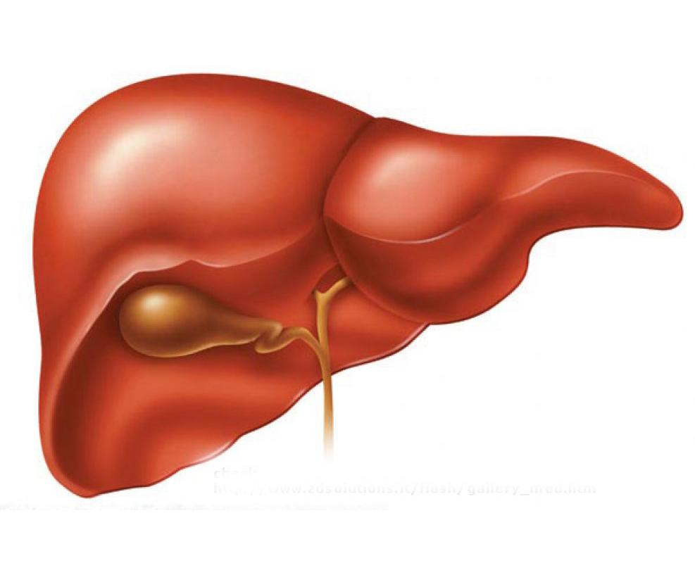 Печень