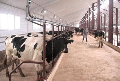 Коровы на ферме