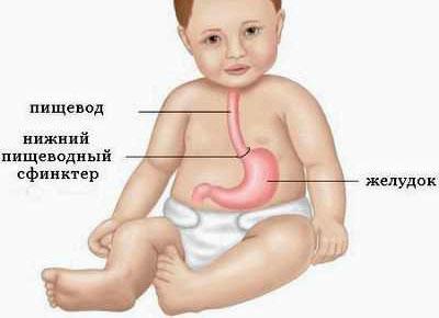 Пищеварительная система ребенка