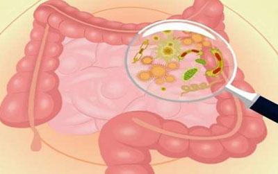 Бактерии в кишечнике