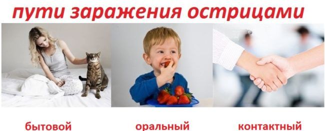 puti-zarazheniya-ostritsami.jpg
