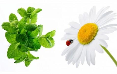 ромашка и фенхель