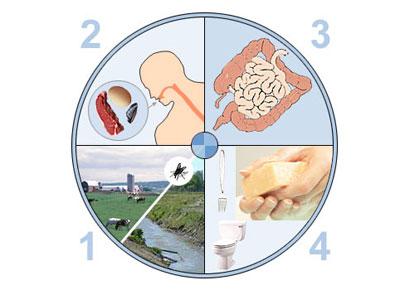 Источники кишечной инфекции