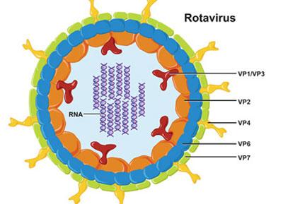 Ротавирус