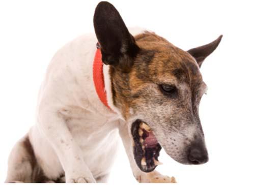 Рвота у собаки