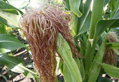 Кукурузные рыльца