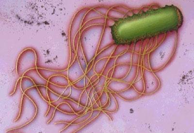 Возбудитель сальмонеллеза