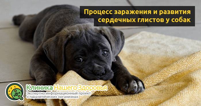 serdechnye-glisty-sobak-1.png