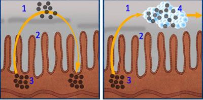Работа энтеросгеля в кишечнике