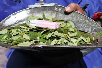 Сырье для кокаина