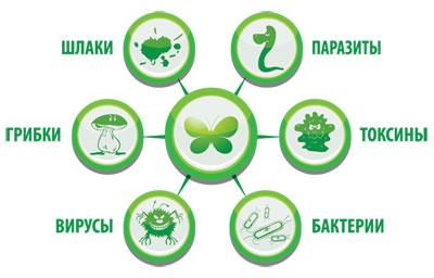 Загрязнение организма