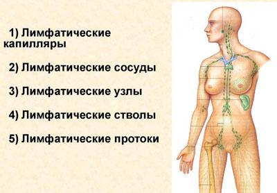 Лимфатическая система