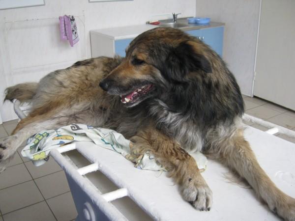 Собака в стационаре