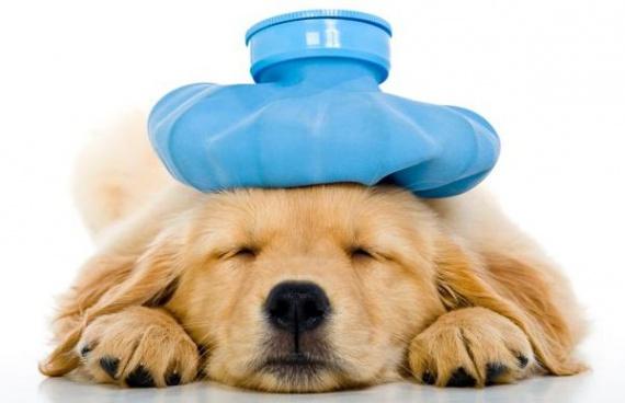 Сальмонеллез у собак