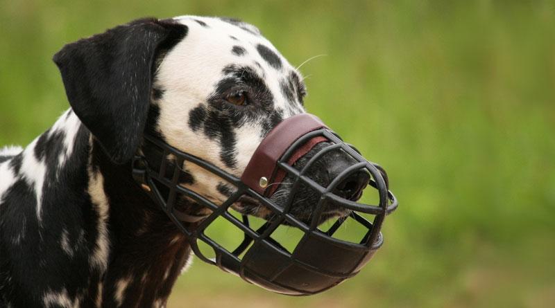 Собака в наморднике