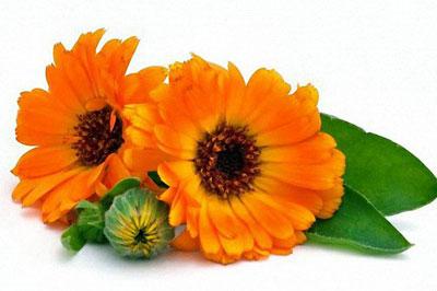 Цветы календулы