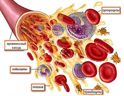 Состав крови