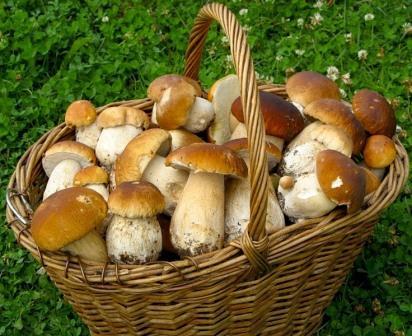 Свежие грибы