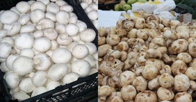 Свежие и испорченные грибы