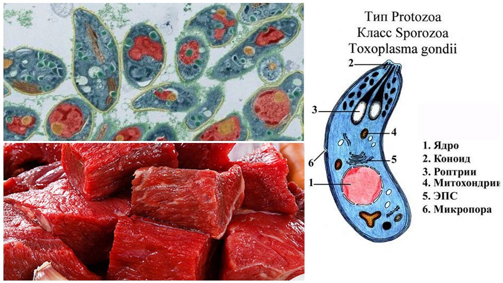 toksoplazmy-v-myase.jpg