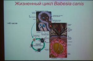 tsikl-razmnozheniya-babezij-300x198.png