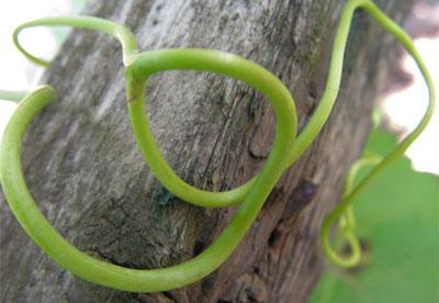 Виноградный ус