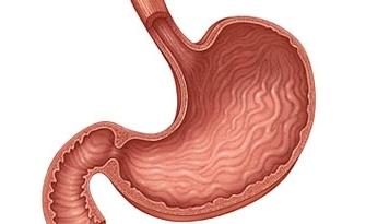 Желудок внутри