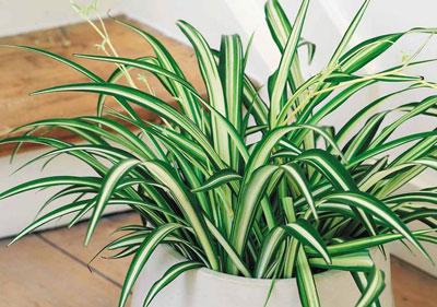 Цветок хлорофитум