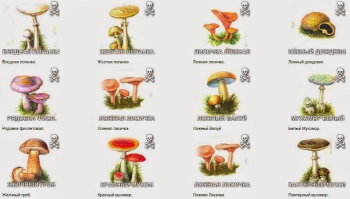 Ядовитые грибы