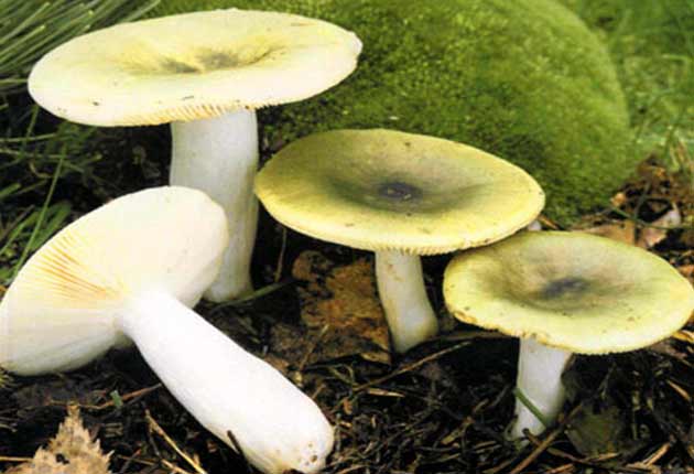 Зеленая сыроежка