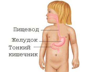 Желудок ребенка