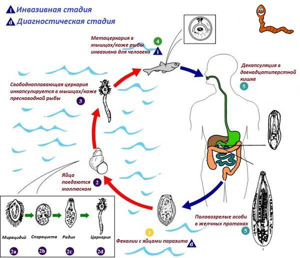 zhiznennyj-tsikl-trematody-23.png