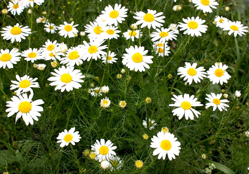 ромашка для лечения