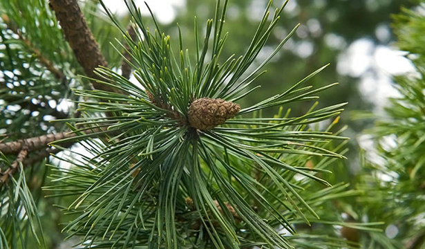 хвойные иголки