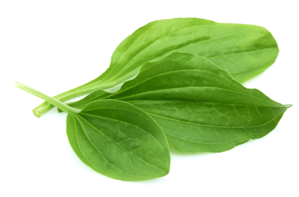 подорожник для глаз