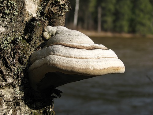 гриб для лечения глаз