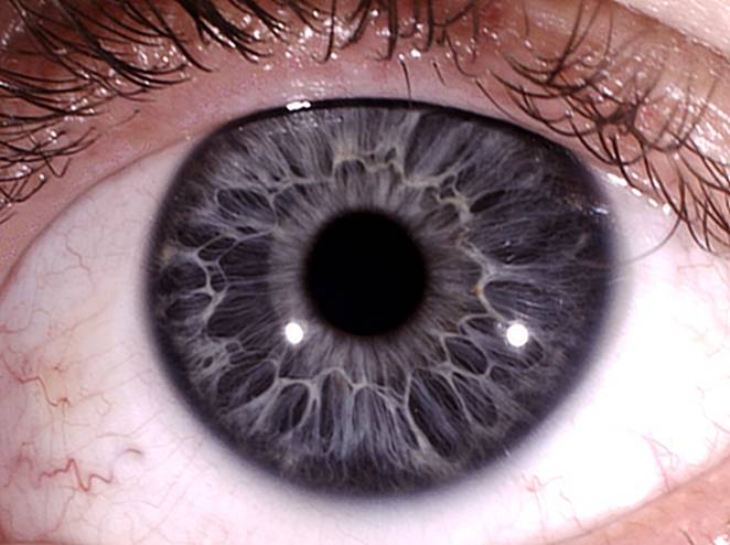 серые глаза глаз